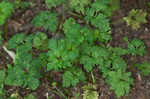 Creeping buttercup